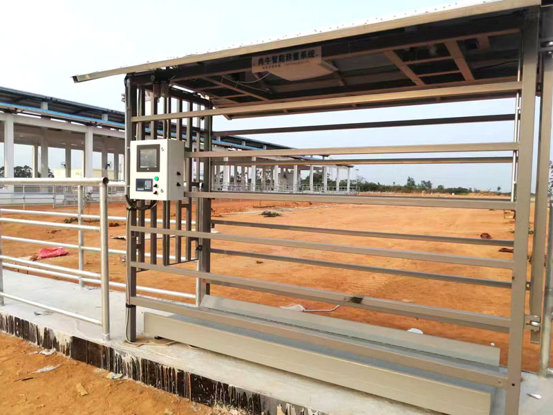 Beef cattle weighing fixations equipment unloading