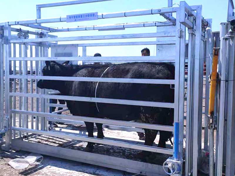 Beef cattle weighing fixations equipment unloading