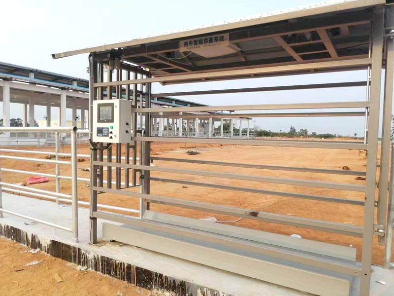 EID Cattle Weigh Crate