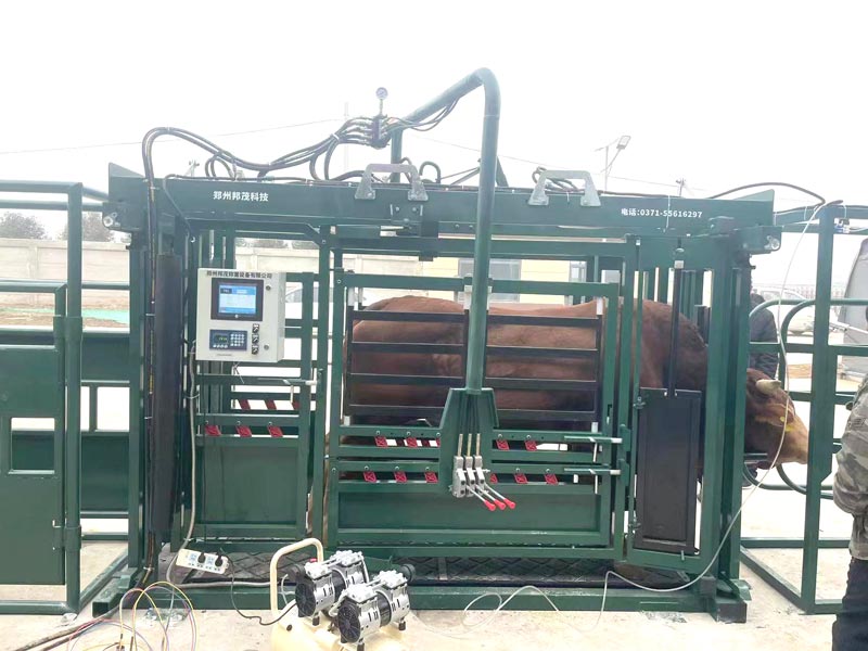 Hydraulic Chutes For Cattle