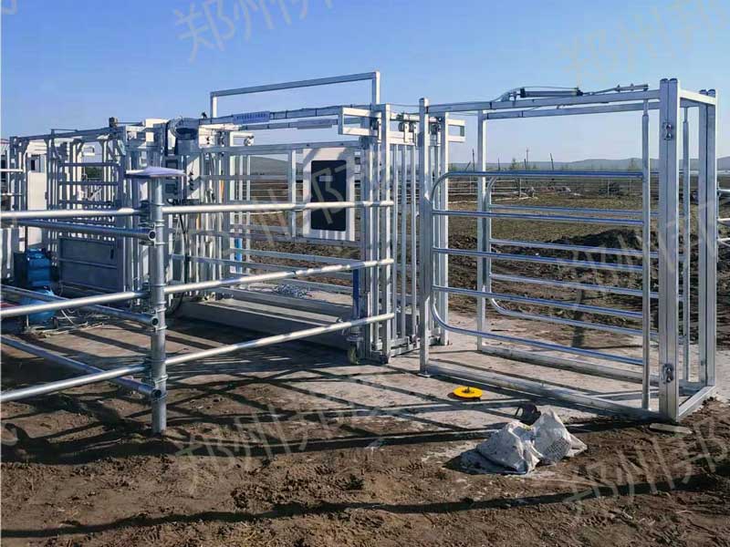 Cattle Auto Drafter