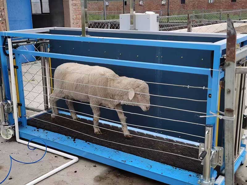 Automating Livestock Measurement Automating Livestock Measurement