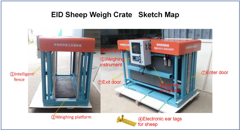 EID Sheep Weigh Crate