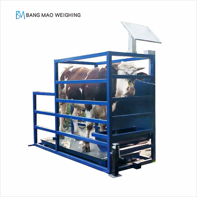 Solar Powered Cattle Scale