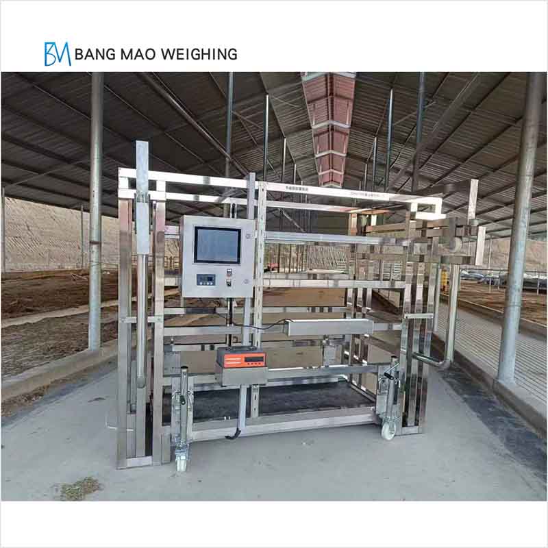 Cattle Scale System