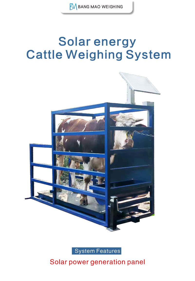 Solar energy  Cattle Weighing System Solar energy  Cattle Weighing System