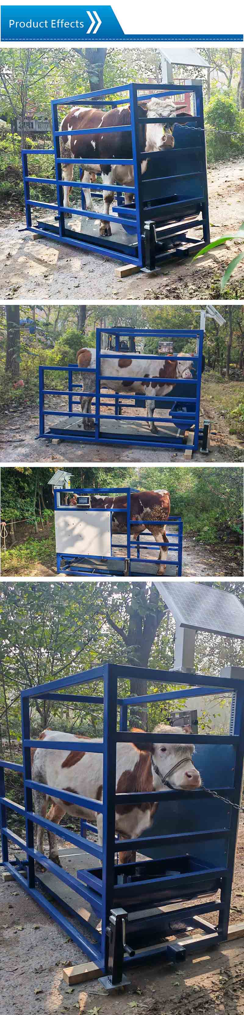 Solar energy  Cattle Weighing System Solar energy  Cattle Weighing System