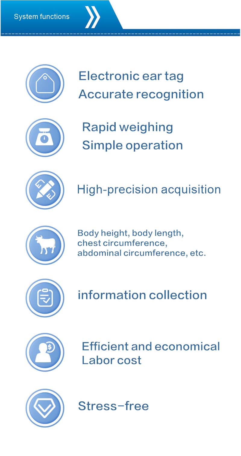 Calves weighing and body size measurement system Calves weighing and body size measurement system